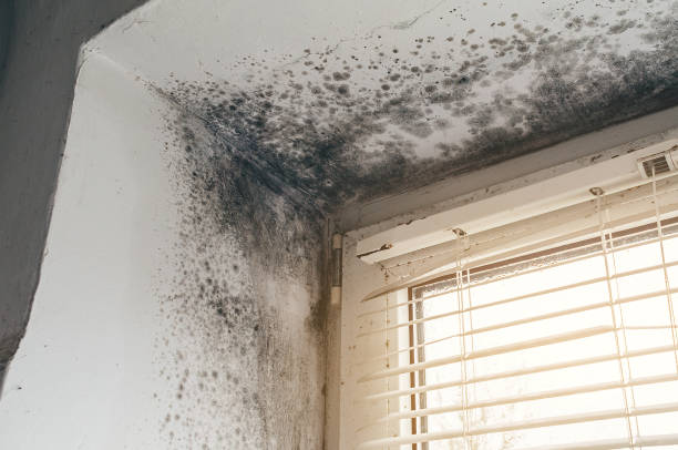 Affordable Hvac And Air Duct Mold Remediation solutions in Jobstown, NJ